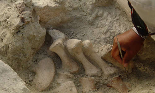 a close up shot of a hand cleaning a fossil that is sticking out of the ground