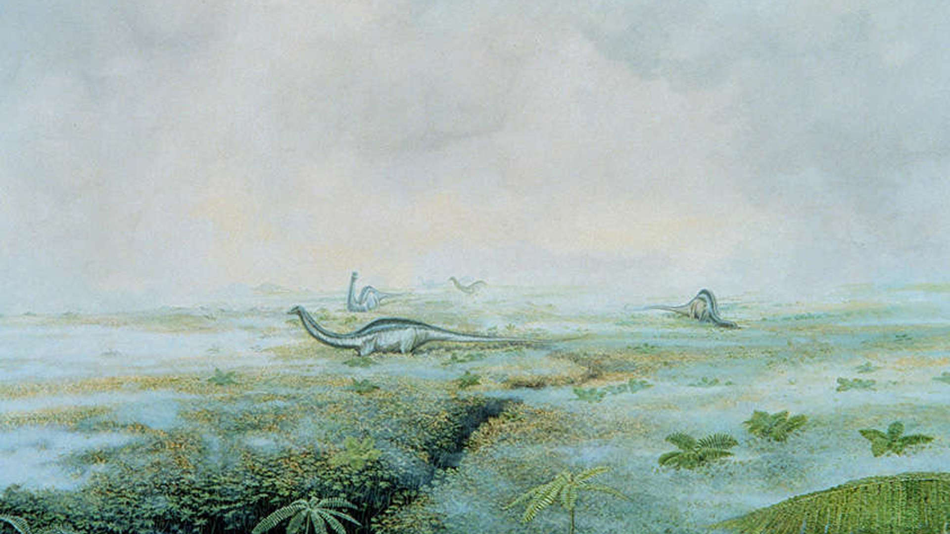 Drawing of an ancient landscape with long necked dinosaurs grazing on grass