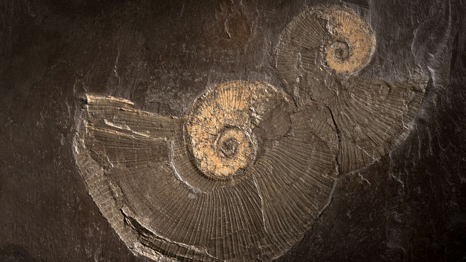 dark brown stone with the imprints of fossilized nautilus showing through