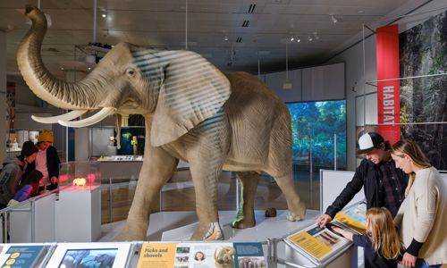 Guests looking at exhibit