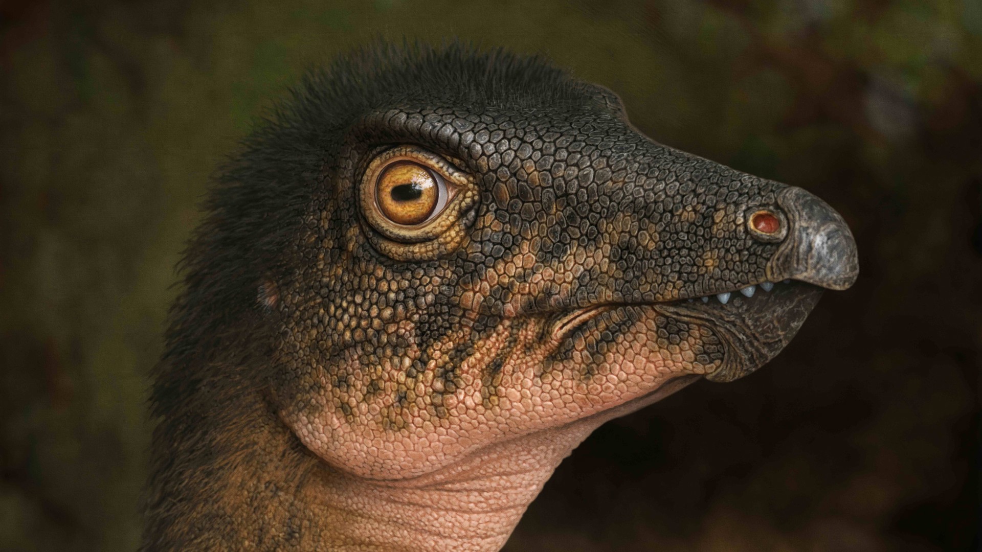 Thescelosaurus Small (2)