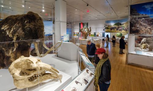 exhibit inside The Secret World of Elephants