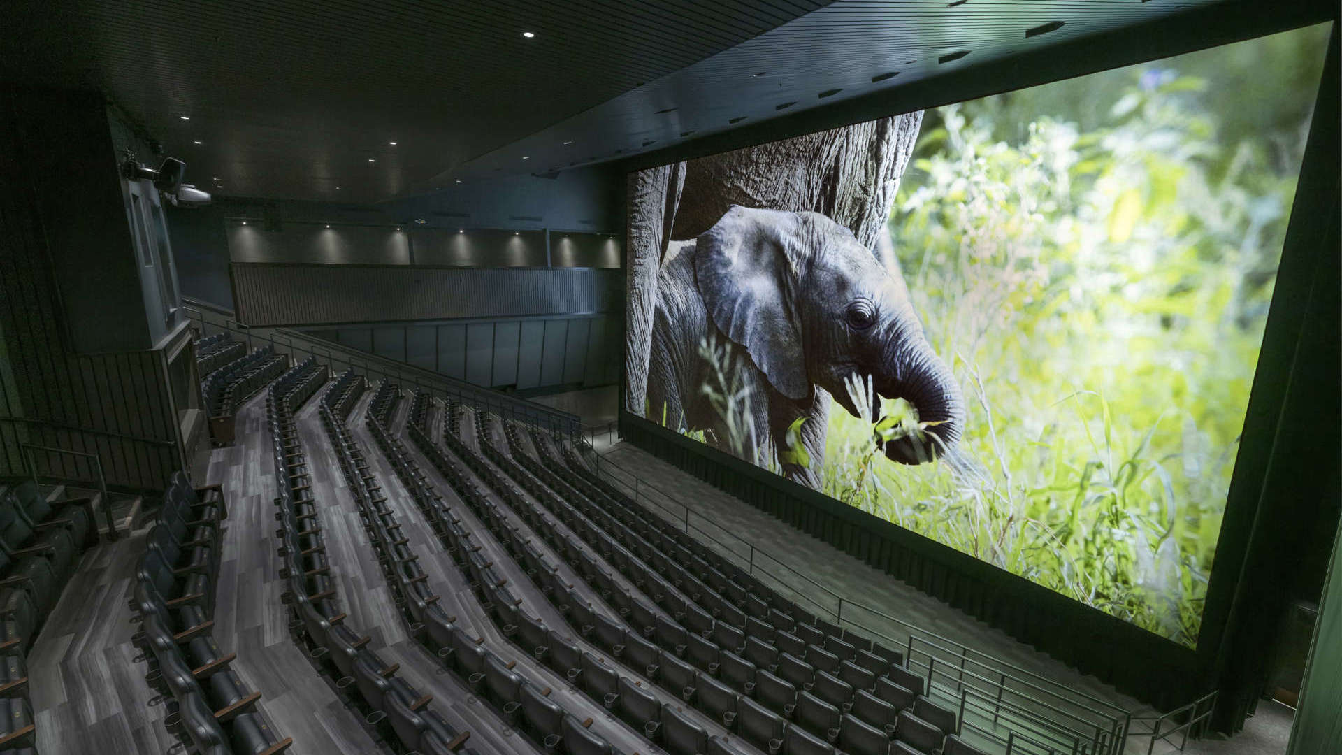 Infinity theater with elephant on screen