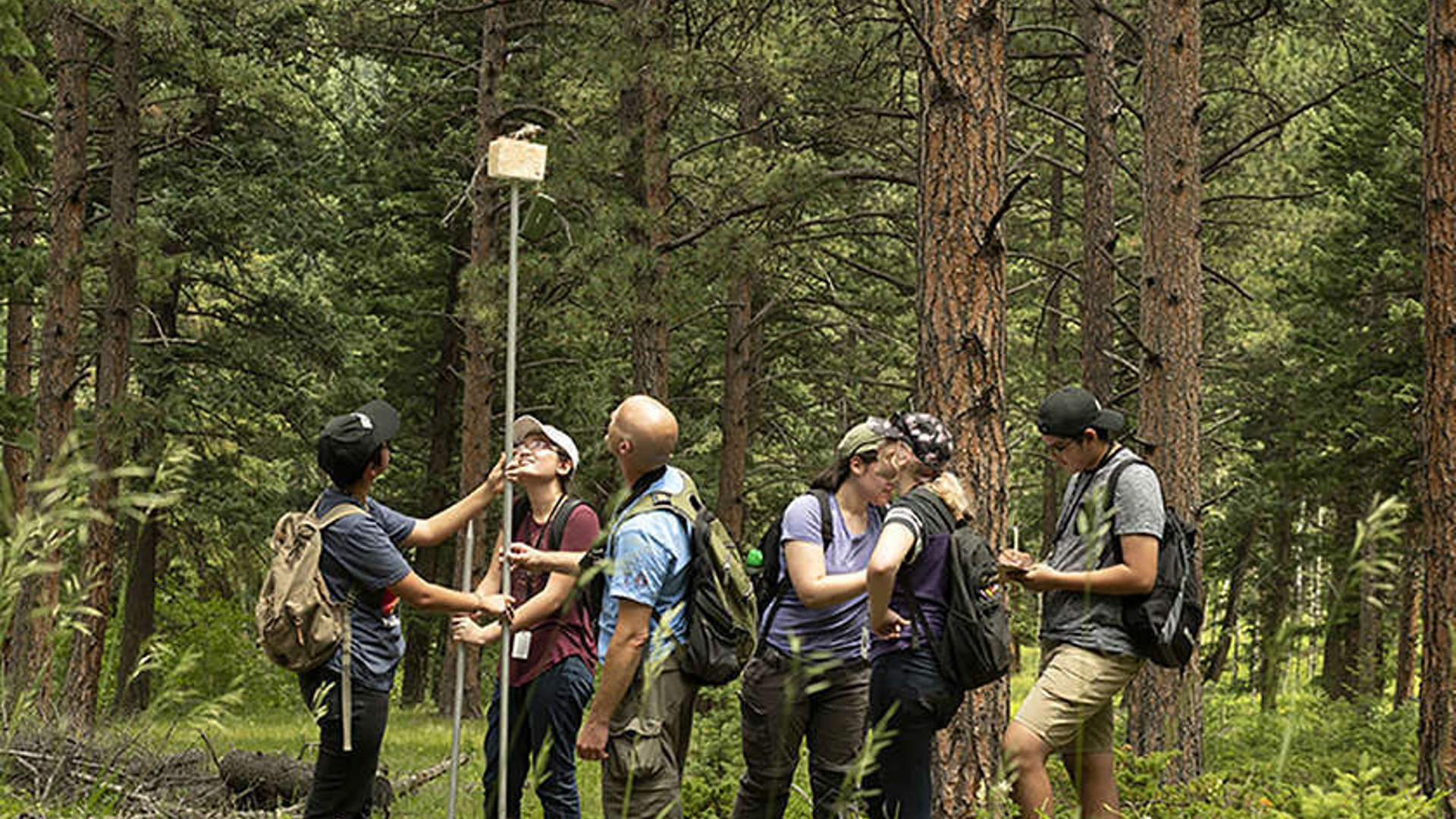 A group of students and a curator stand in a wooded area holding a large pole with a bird on top of it, as a part of fieldwork