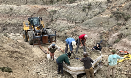 Paleontologists thin rock after jacket flip.