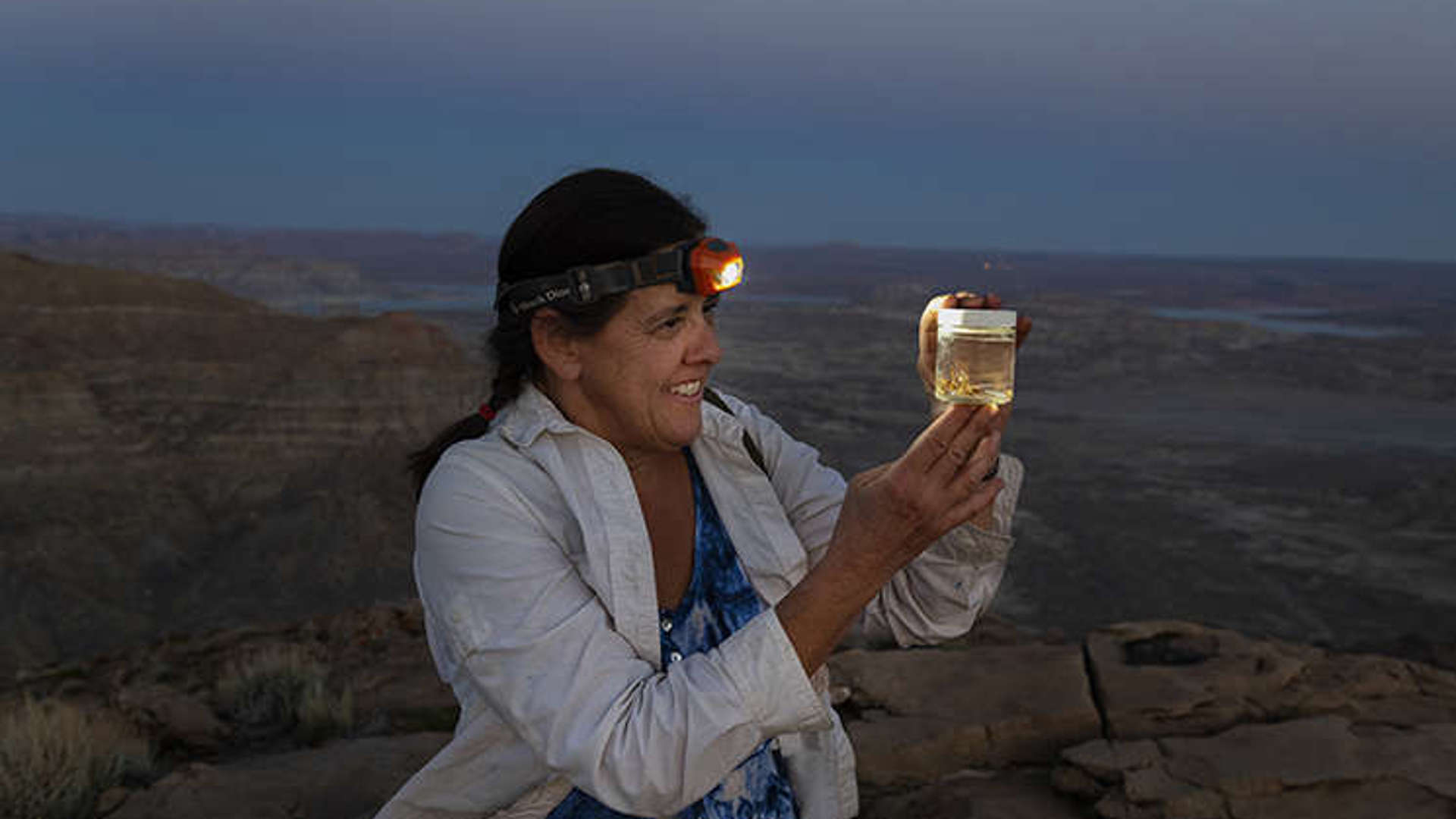 Dr. Paula Cushing studies a captured arachnid specimen by head torch out in the field.