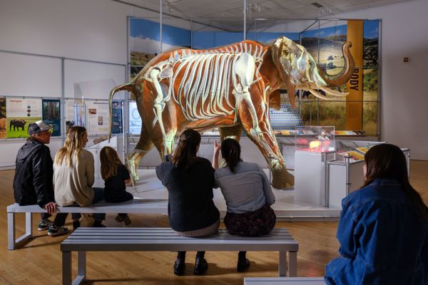 The Secret World of Elephants