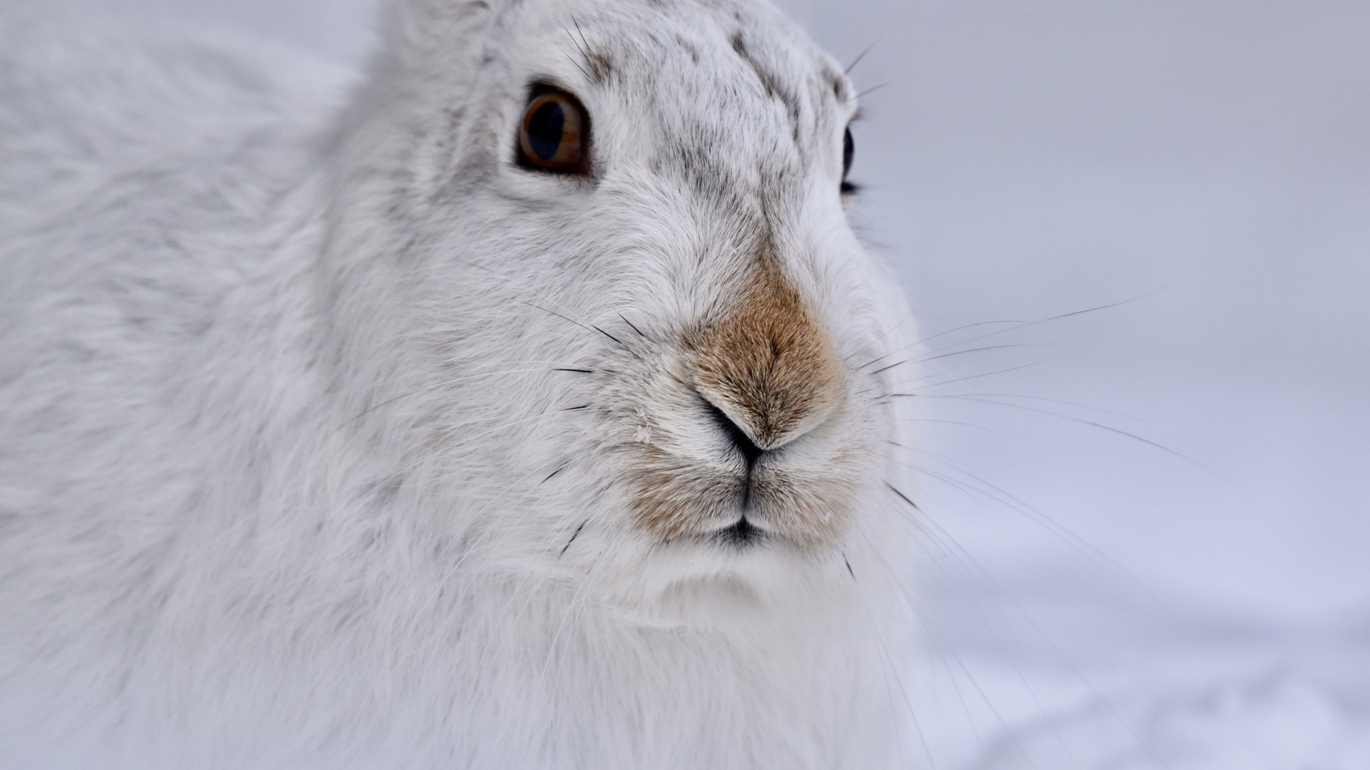 8 Winter White White Tailed Jackrabbit Credit Amedio Cortese