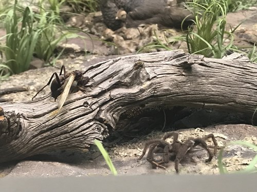 Thumbnail Tarantula Tarantula Hawk 3