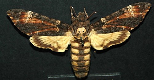 Photo of a pinned death's head hawkmoth