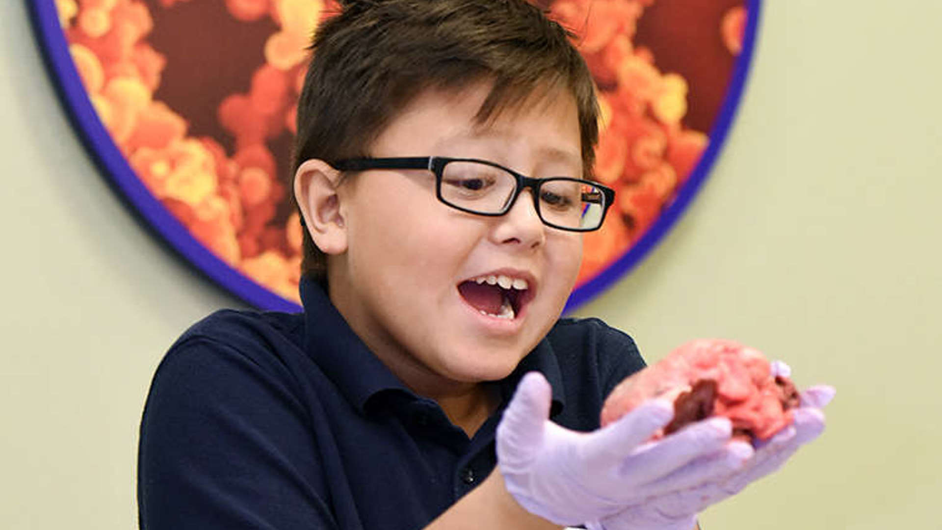 A childholding a sheep heart while smiling