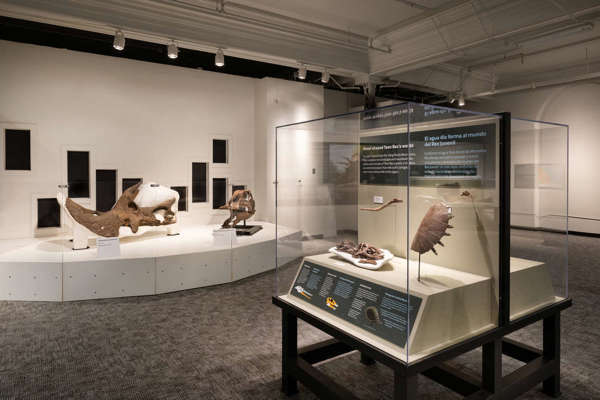 "Discovering Teen Rex" exhibition