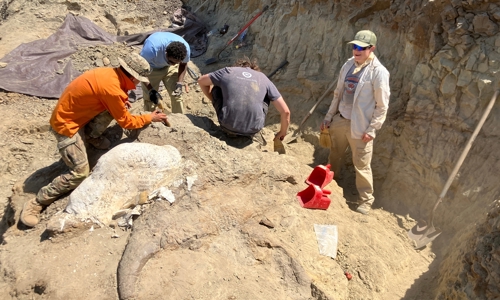 Interns Chalfont Conley, Kibrom Legesse, Max Krueger and Marisa Luft, right to left, expose new fossil bone in the quarry.