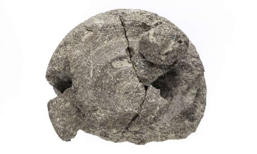 A partial fossilized dinosaur vertebra