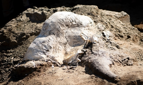 Close-up of the exposed horn and fossil jacket encasing the Triceratops' shield. Inscription reads: "If you can read this, it means our Triceratops dreams came true."