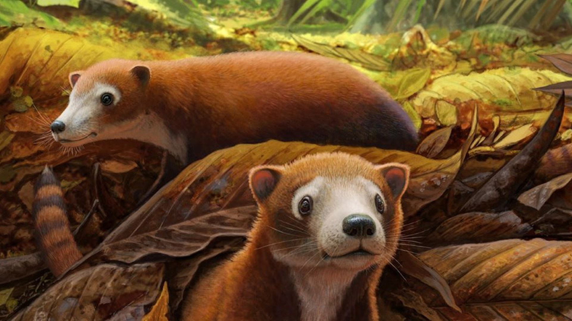 Militoconodon 1 Lowres