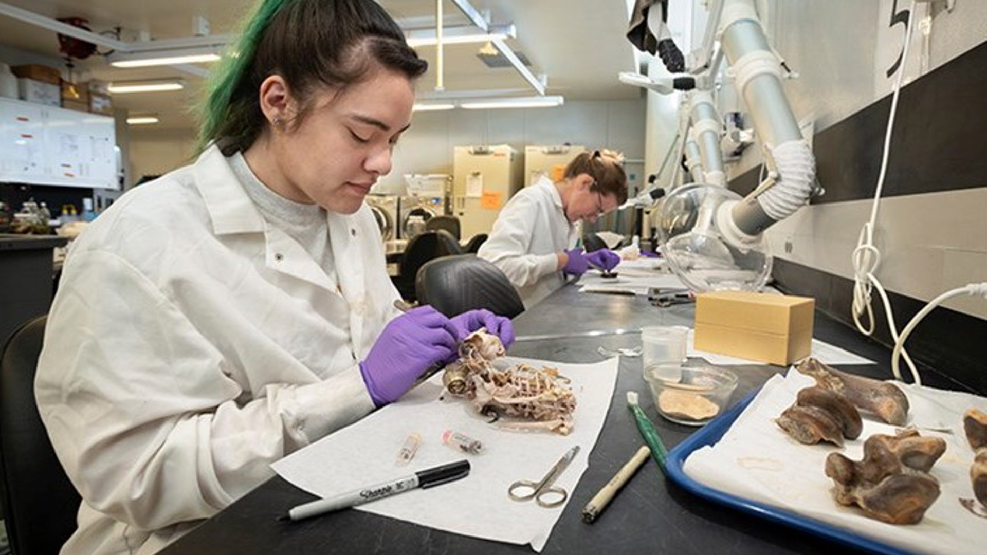 A preparator studies a bat in zoology collections.