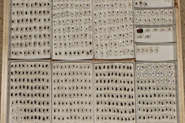 Hundreds of small beetles pinned on paper