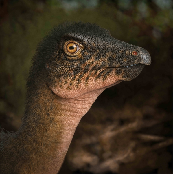 Image of a plant-eating ornithopod dinosaur, Thescelosaurus during the latest Cretaceous Period