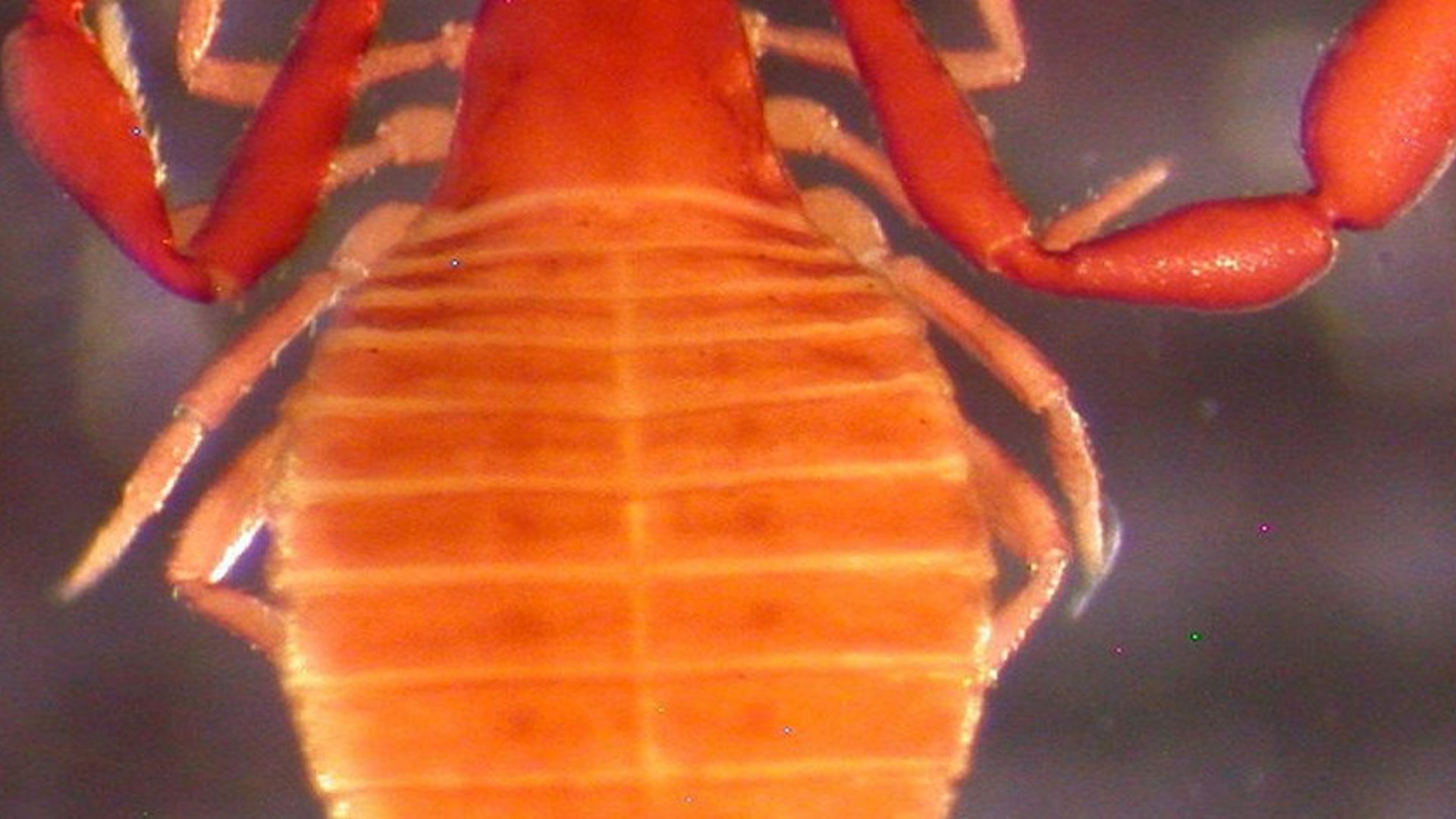 3 Larca Boulderica As Seen Under A Microscope By David Steinmann